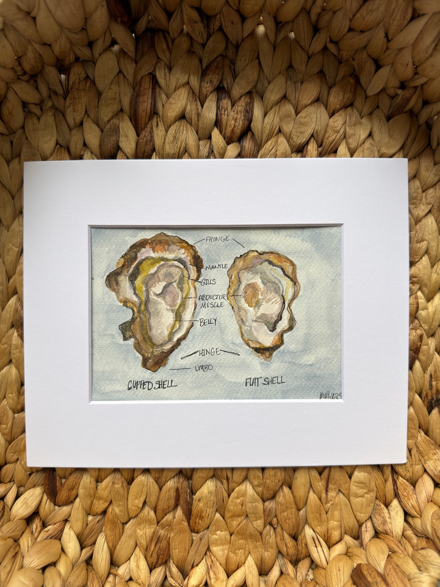 Anatomy of an Oyster No.1