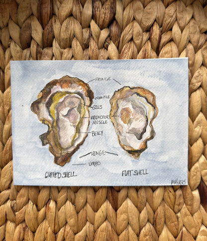 Anatomy of an Oyster No.1