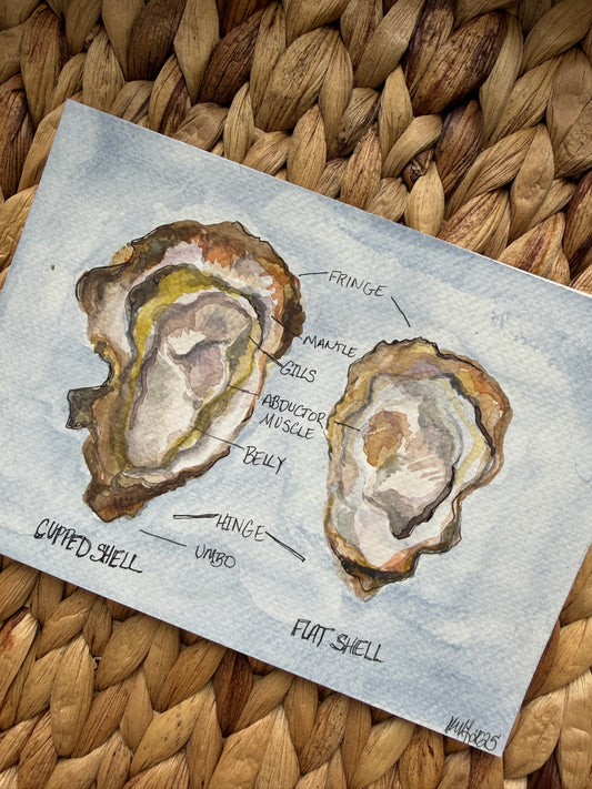 Anatomy of an Oyster No.1
