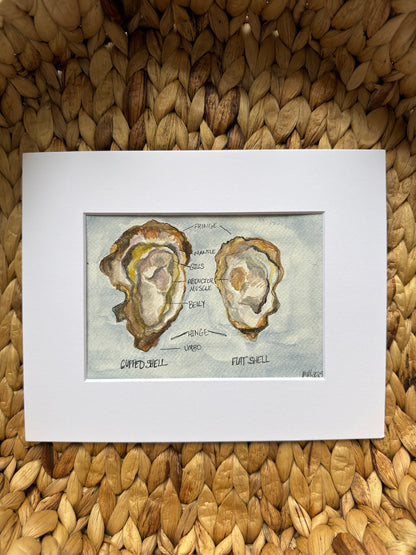 Anatomy of an Oyster No.1